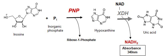 PNP Assay Kit Principle